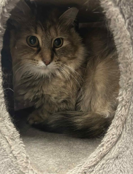 SPCA