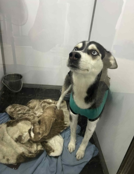 SPCA