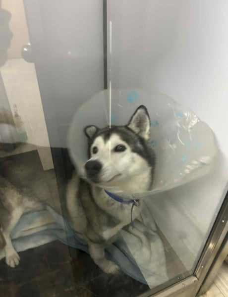 SPCA